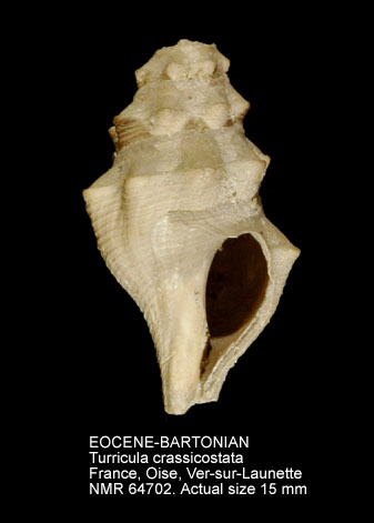 EOCENE-BARTONIAN Turricula crassicostata.jpg - EOCENE-BARTONIANTurricula crassicostata(Edwards,1857)